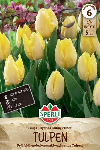 Sunny Prince korai tulipán